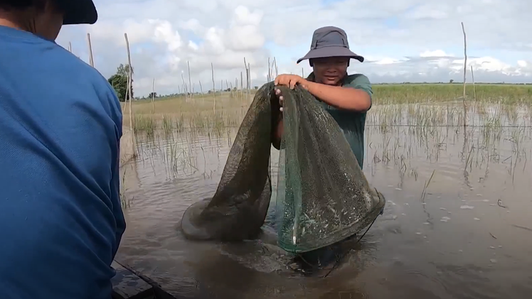 Video: Đổ dớn bắt cá mùa nước nổi ở Đồng Tháp