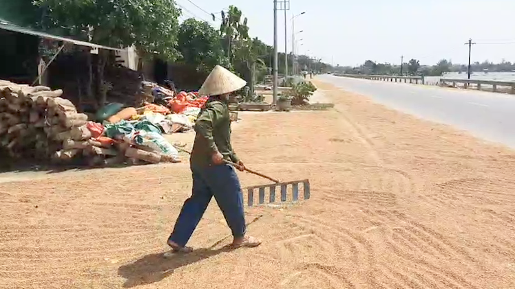 Video: Người dân Quảng Bình tìm mọi cách cứu lúa