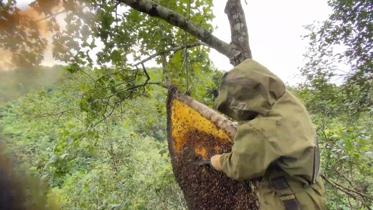 Video: Săn ong trên ngọn cây ở rừng Ngân Sơn, Bắc Kạn