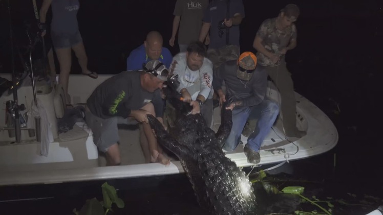 Săn cá sấu khổng lồ to kỷ lục ở đầm lầy Florida