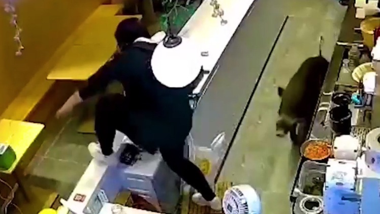 Video: Heo rừng xông vào cửa hàng, phóng qua quầy thu ngân 'rượt đuổi' nhân viên
