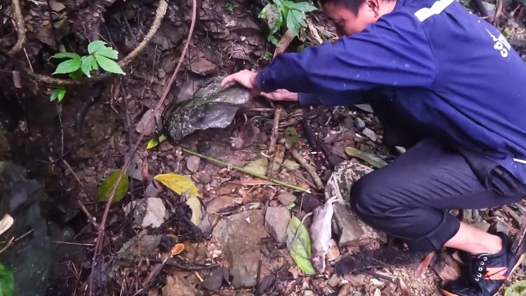 Video: Đặt bẫy đá săn chuột núi ở rừng Tây Bắc