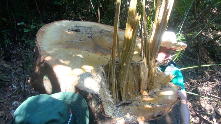 Video: Bạch tùng cổ thụ bị đốn hạ lại phát hiện gỗ nằm ở nhà tổ trưởng bảo vệ rừng
