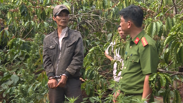 Video: Trồng lén 1000 cây cần sa trong rẫy cà phê
