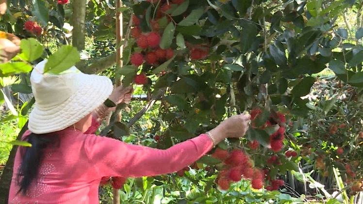 Video: Chôm chôm đỏ vườn, rớt giá vì... dịch corona