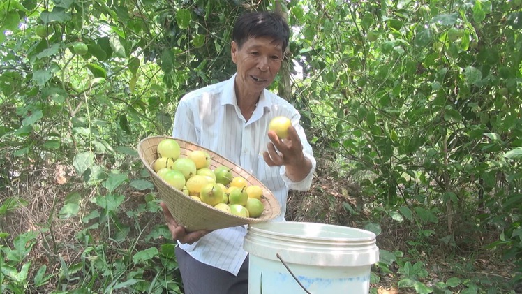 Góc nhìn trưa nay | Độc lạ chanh dây ngọt của lão nông miền Tây