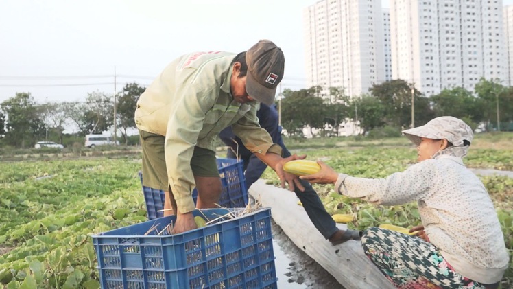 Người miền Tây lên Sài Gòn thuê đất 'dự án' làm rẫy