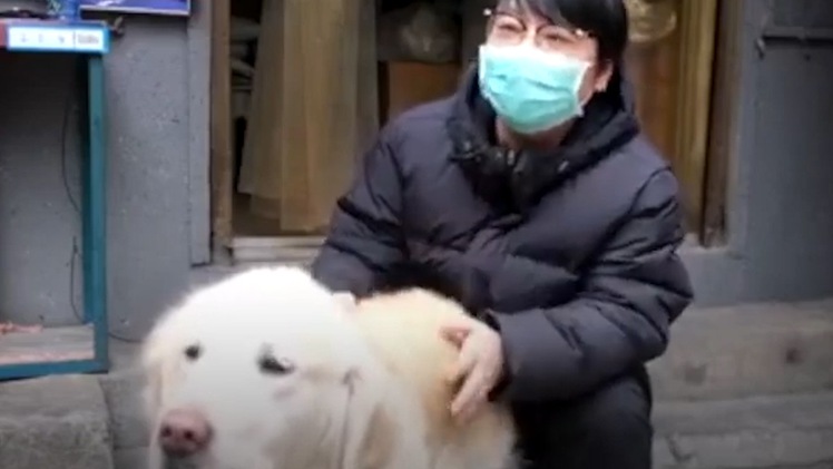 Video: Cảm động chú chó đưa cơm cho chủ mỗi ngày giữa tâm dịch COVID-19