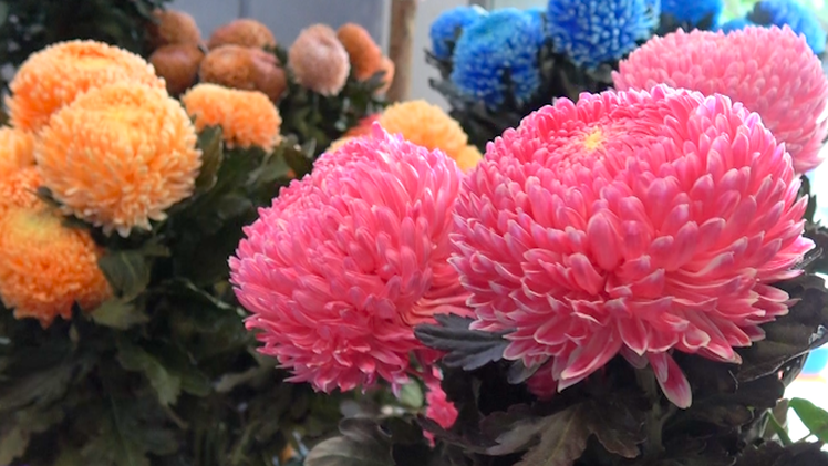 Video: Hoa cúc Mẫu Đơn 'siêu to' hút khách ở Hà Nội