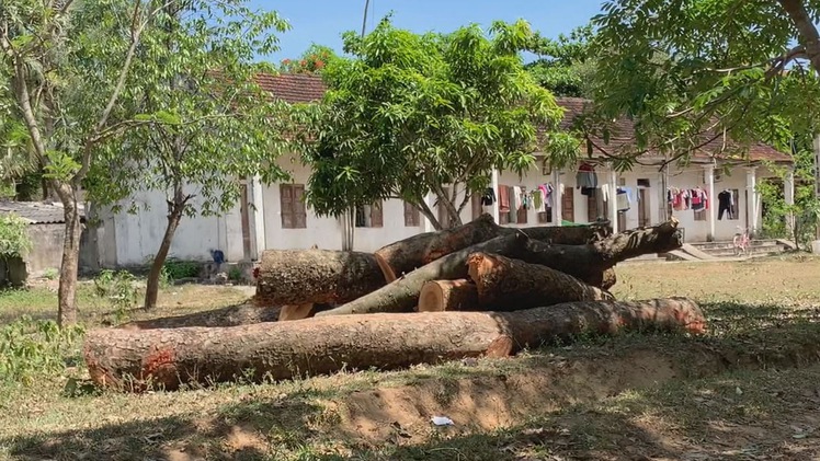 Góc nhìn trưa nay | Sau sự cố cây xanh đổ đè học sinh, nhiều trường chặt cây xanh trong sân