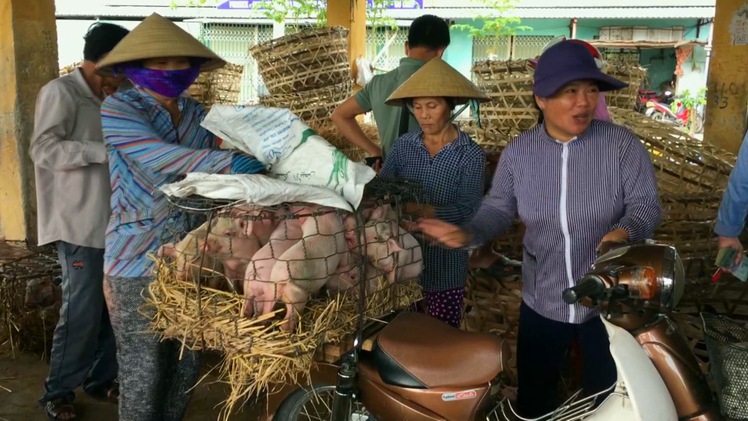 Góc nhìn trưa nay | Chợ ẵm heo độc nhất xứ Quảng
