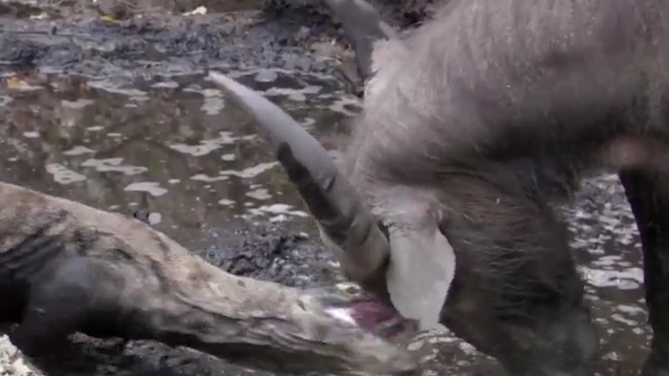 Video: Khoảnh khắc rồng Komodo hạ gục trâu nước to lớn