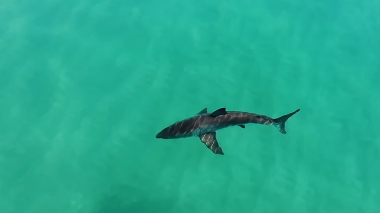 Video: Cá mập trắng xuất hiện, người chơi lướt ván tháo chạy