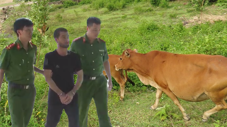 Video: Bắt đối tượng chuyên ăn trộm bò của nông dân nghèo