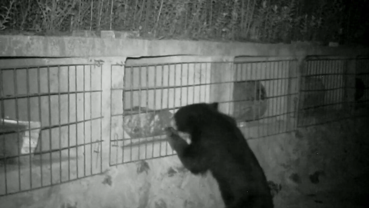 Video: Gấu đen đột nhập vào khu bảo tồn ăn trộm 7,5kg mật ong trong đêm