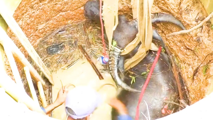 Video: Bơm nước xuống giếng sâu để giải cứu con trâu hàng trăm kg