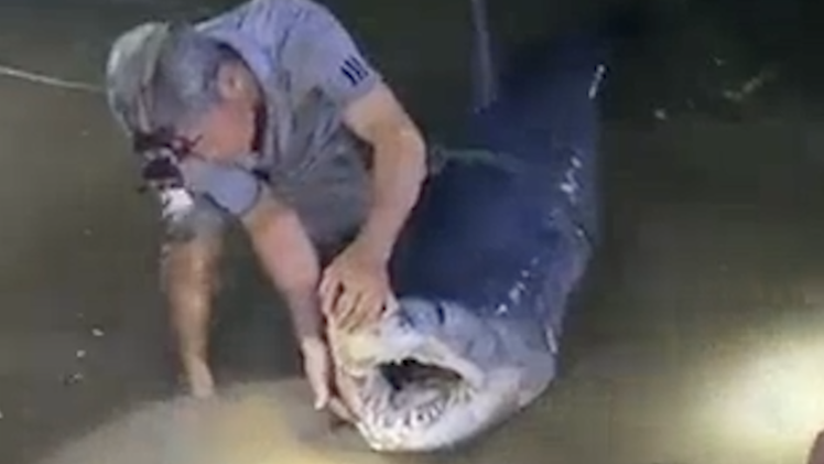 Video: Cá mập xanh 200kg dạt vào bờ sông Bến Hải, Quảng Trị