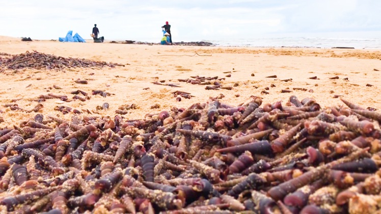 Video: Hiện tượng lạ, hàng tấn ốc xoắn dạt vào bờ biển Quảng Bình