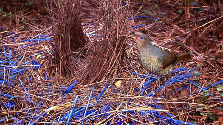 Video: Xem chim đinh viên xây tổ bằng vỏ nhựa tái chế