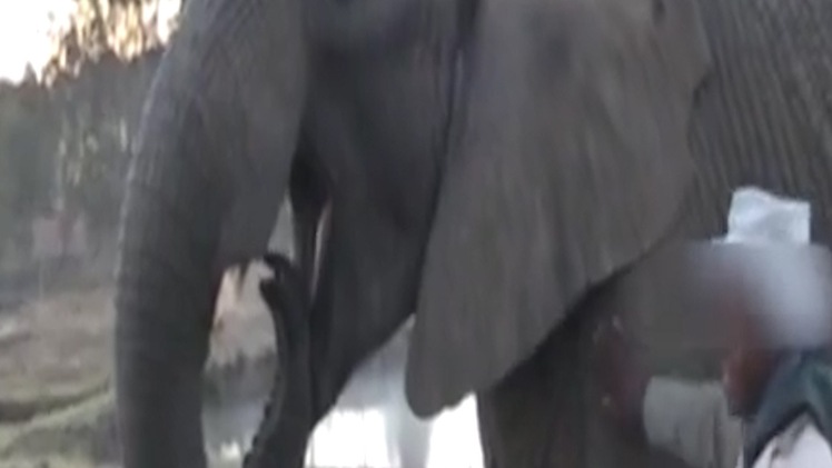 Video: Lần đầu phát hiện voi cũng ngáp