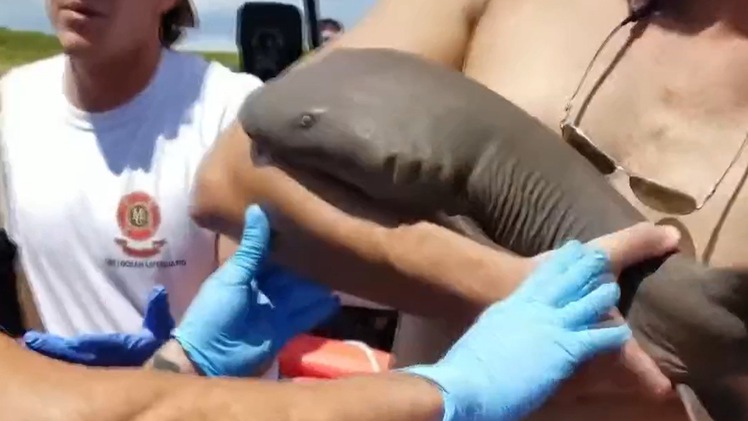 Video: Bị cá mập cắn, người đàn ông mang 'hung thủ' tới bệnh viện cầu cứu bác sĩ