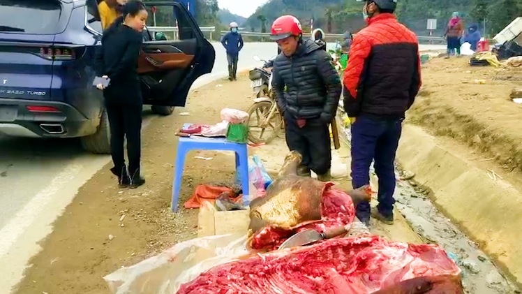 Video: Trâu bò chết rét, người dân mổ thịt bán dọc quốc lộ