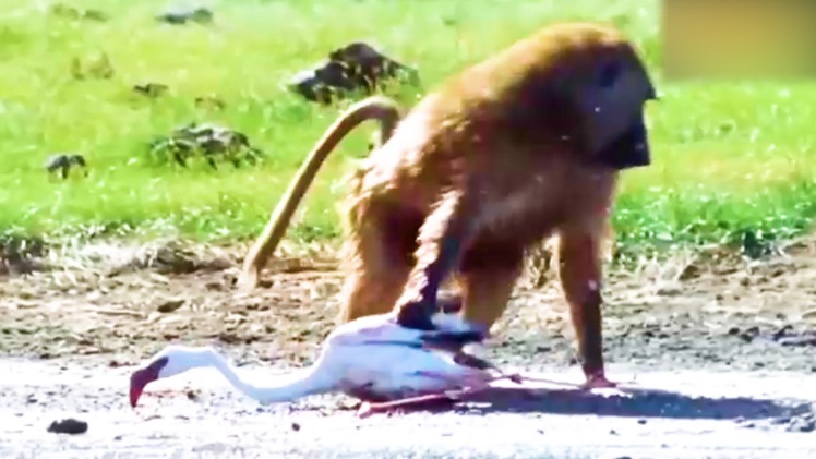 Video: Khoảnh khắc khỉ đầu chó lao lên, bắt chim hồng hạc đang bay