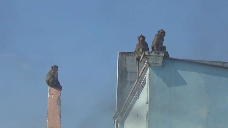 Video: Sẽ bắn thuốc mê để di dời đàn khỉ trong khu dân cư ở TP.HCM