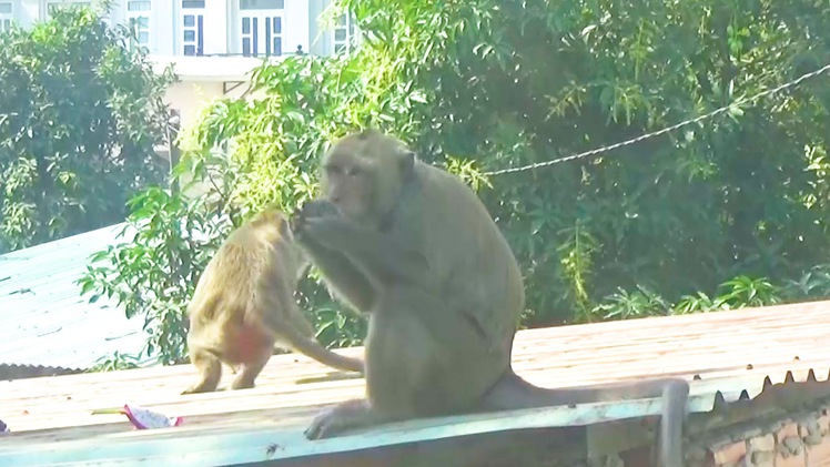 Video: Mới bắn thuốc mê được 2 con trong đàn khỉ 'đại náo' khu dân cư
