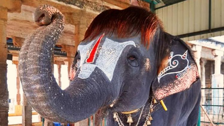 Video: Con voi nổi tiếng nhờ 'mái tóc' dài và khả năng chơi kèn harmonica