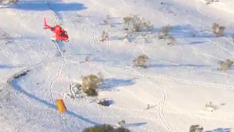 Video: Trực thăng thả thức ăn xuống các trang trại bị tuyết dày cô lập