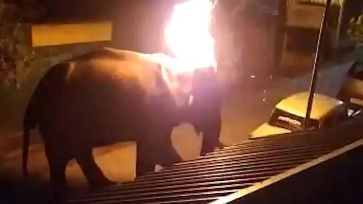 Video: Kiểm lâm viên khóc nghẹn khi con voi chết vì bị ném lốp xe đang cháy vào đầu