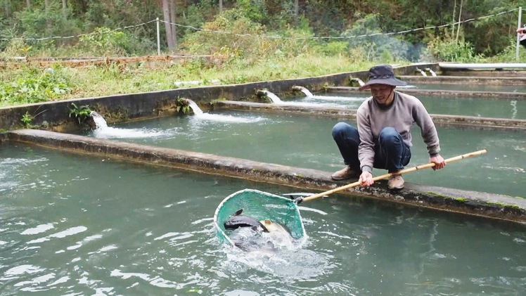 Góc nhìn trưa nay | Cá tầm Trung Quốc giá rẻ tràn lan, người nuôi cá trong nước lao đao