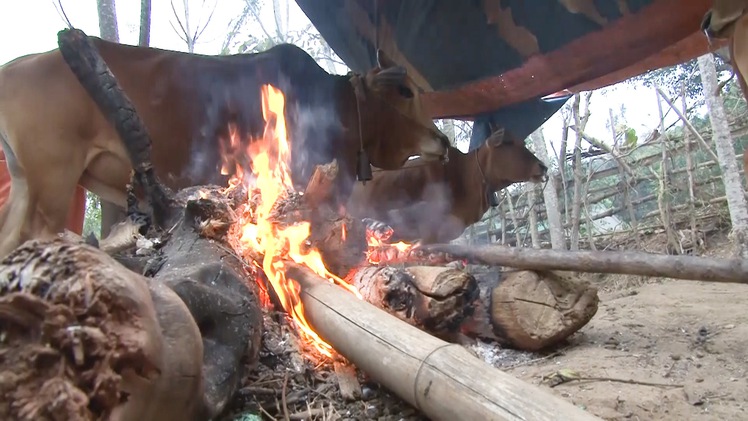 Video: Người dân đốt củi sưởi ấm cho trâu bò ngày giá rét