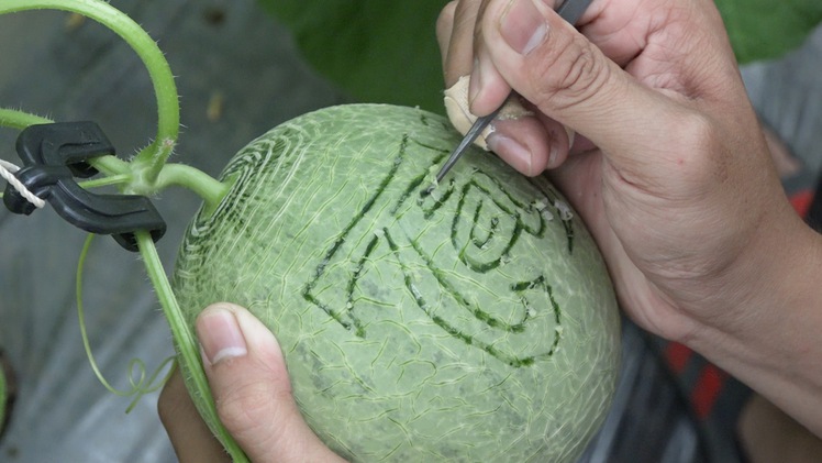 Video: Vào vườn xem công nhân khắc chữ thư pháp cho dưa lưới mùa tết