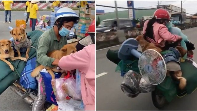 Video: UBND tỉnh Cà Mau yêu cầu báo cáo vụ '13 con chó bị tiêu hủy' trước 10h ngày 11-10