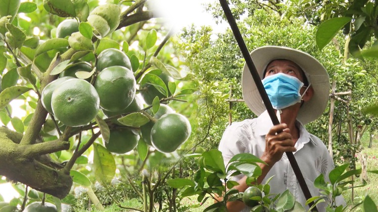 Góc nhìn trưa nay | Nhà vườn trồng quýt hồng Lai Vung tất bật chuẩn bị cho vụ Tết