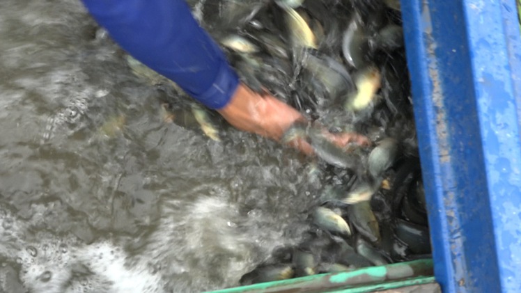 Video: Đặt xà di bắt hàng chục ký cá rô đồng một ngày trong mùa nước nổi