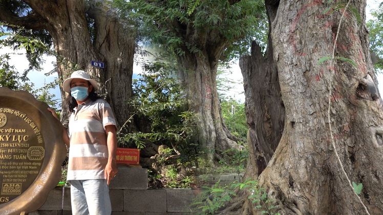 Video: Chiêm ngưỡng bộ sưu tập 23 cây me trăm tuổi 'khủng' nhất Miền Tây