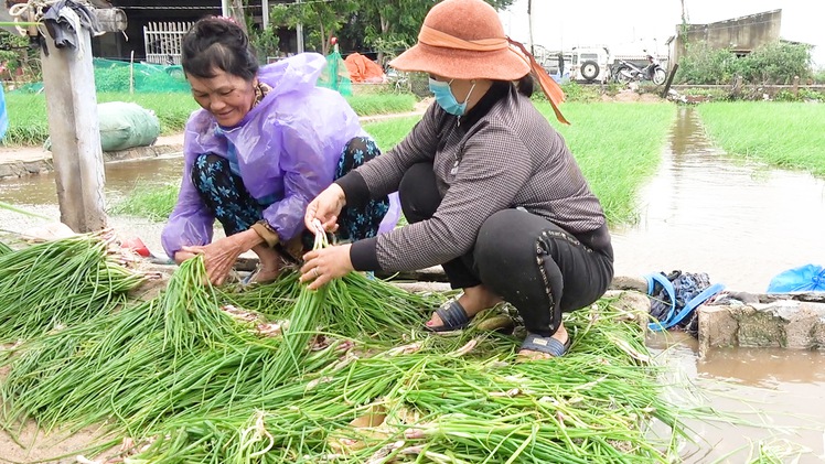 Video: Nước ngập trắng ruộng, hành tím Ninh Thuận nhổ lên bán đổ bán tháo