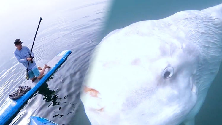 Video: Chèo thuyền chạm trán cá mặt trăng 'khủng' nặng hàng tấn trên biển