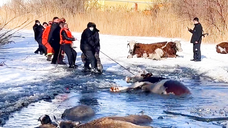 Video: Đàn bò lạnh cóng dưới hồ băng được cứu hộ kịp thời