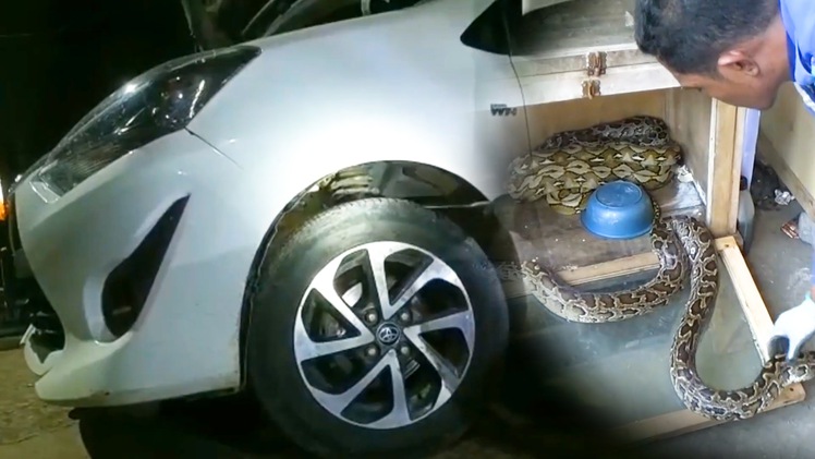 Video: Thợ sửa xe hoảng hốt với trăn 'khủng' nằm trong nắp capo ô tô