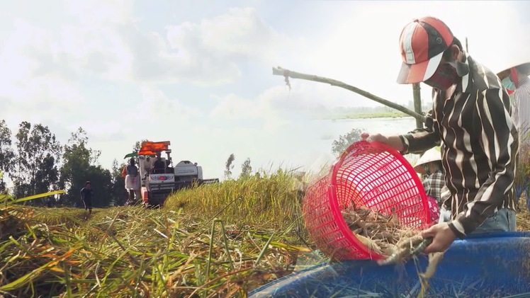 Chuyển động thị trường | Cảnh giác với “cò lúa” lừa đảo; Sản xuất hiệu quả với mô hình canh tác tôm – lúa