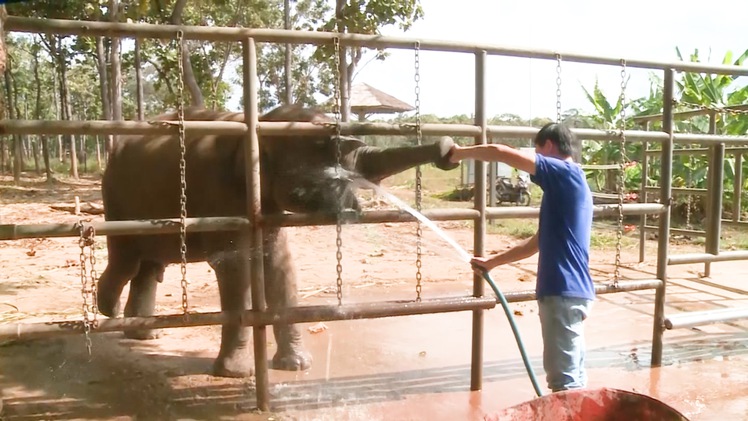 Video: Đàn voi nhà ở Đắk Lắk Hơn 30 năm qua gần như không sinh sản, hiện chỉ còn 37 con