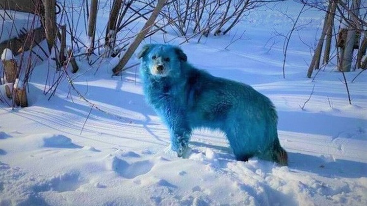 Video: Bầy chó màu xanh gây sửng sốt ở Nga