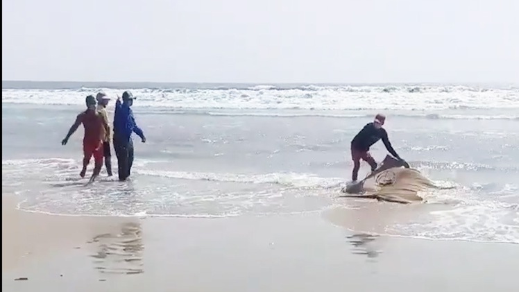 Video: Du khách tá hỏa phát hiện thi thể trôi dạt trên biển Vũng Tàu