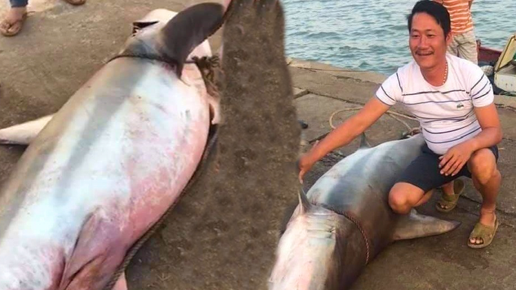 Video: Ngư dân Quảng Trị câu được cá mập nặng gần 1,5 tạ