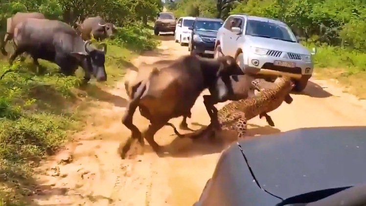 Video: Đi săn con mồi báo bị đàn trâu 'phản đòn'