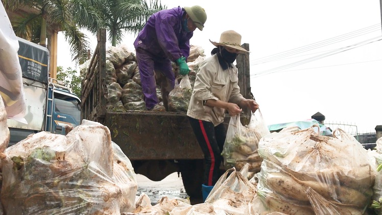 Video: Củ cải, cà chua 1.000 đồng/kg vẫn phải bán còn hơn đổ đi